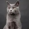 __sofiacat__