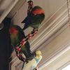 birseds