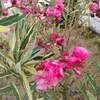 chouchoub10