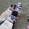 thestewartpugsplusmom