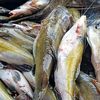 agen ikan baung Lampung