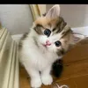 arya09927