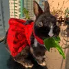 ivy.coelha
