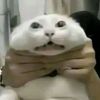 miuudkip