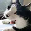 makisthecat