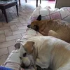 rosaria_tagliaferri1