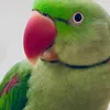 depcanhphamconketxanh
