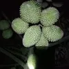durian.vietnam.hg