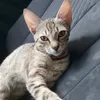 kitty_meows_12345