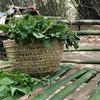 African Beauty Herbs