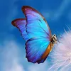 papillon1536