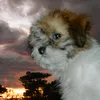 user_051702
