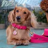 minidoxie_olive