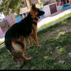 rossello31