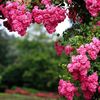 manalfahad123