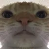 fat_bird3