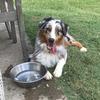 wigglestheaussie