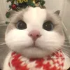 hsbsbdhshcmut
