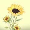 rae_sunflower1