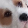 seemoe