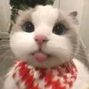_lihnphw