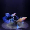 guppyhuumanh_77