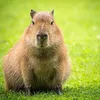capybara_98765