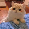 meomeooday