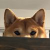 sm00thie.the.shiba