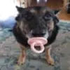 syrax017
