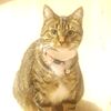 classycat01