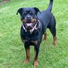 mischief_rottie