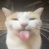 beanlover55