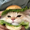 meowmeowmeow_.hh