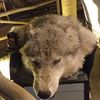 ironwolf111