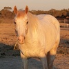 chassiethebrumby