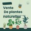 Boutique de Plante naturelle