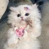 kitty_meow960