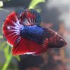i_love_myfish2