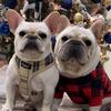 tokyo_frenchbulldog_