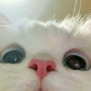 sya_sya.113