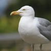 seagull_2018