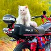 sardarshoaib901