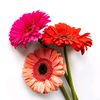 143gerberas