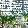 sohel.mostafa0