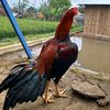 borokokok4874