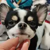 komekojii