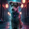 _dang2499