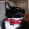 catdadyyy