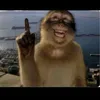 qcdatdzst1tg